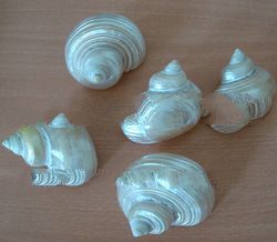 indonesia small turbo shell polished