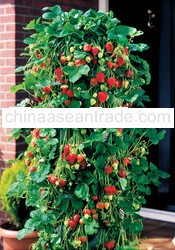 Strawberry Plant