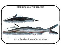 Ayre Fish - Sperata seenghala