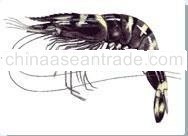 Black Tiger Shrimp