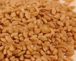Wheat