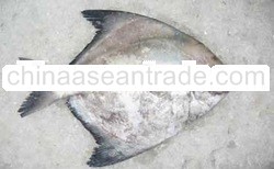 Chinese Pomfret