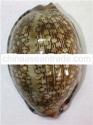 CYPRAEA ARABICA