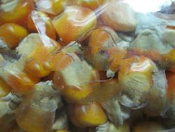 Yellow Corn Grain