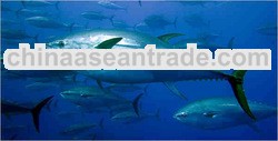 Fresh/Frozen Tuna