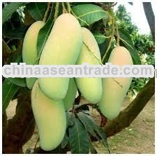 Mangos Fresh Fruit from Thailand 100%