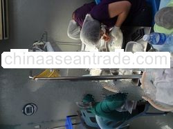 Cleaned White Cave Nest