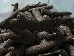 Long Pepper