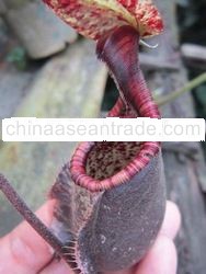 nepenthes