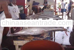 yellow fin tuna, whole round canning grade