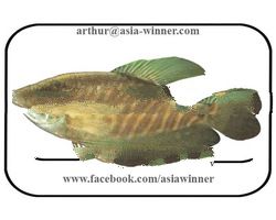 SNAKE SKIN GOURAMI (Trichogaster pectoralis)