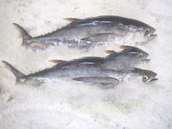 Frozen Tuna Products