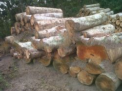 KAYU SENGON