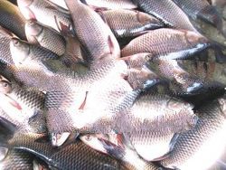 Rohu fish