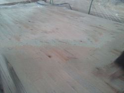 falcata bare core