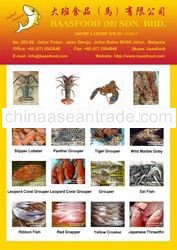 Company Brochure ( Page 1-9 )