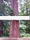 Teak timber