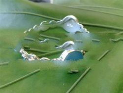 BFMN0013 - Sterling Silver Bangle with Ice Blue Tumble Glass Marble