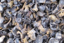 Palm Kernel Shell