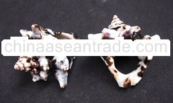 Natural Sea Shell Ring