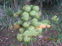 young coconut