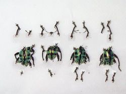 philippine currulionidae weevils beetles