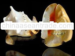 Horned Helmet Sea Shell