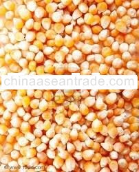 Yellow Corn