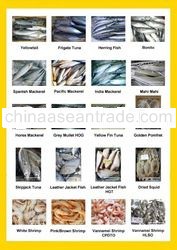 Company Brochure ( Page 3-9 )