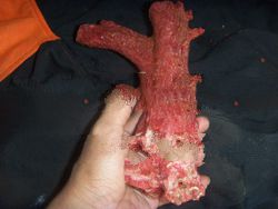 Superior red coral rough