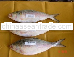 Hilsa Fish