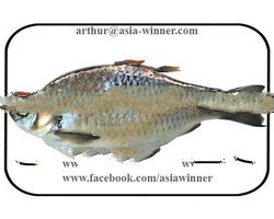 PUTI (Puntius sarana)