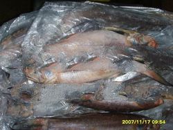Threadfin