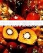 Crude Palm Oil
