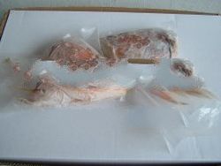 Frozen Golden Snapper Fish Head