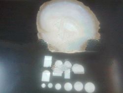 Shell button blank,shell sheet,shell blank,and accessories