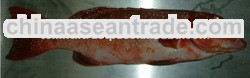 Frozen Fish Red Grouper For Sale