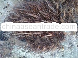 Fresh Empty Fruit Bunch