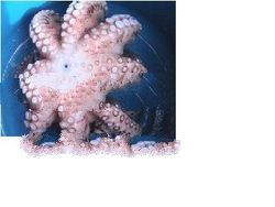 cooked flower octopus