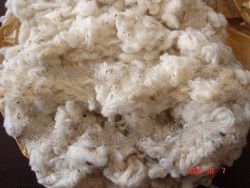 Cotton Willow Dropping