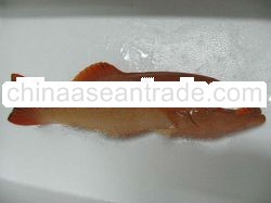 Red Suno, Brown Suno, Tiger Grouper, Red Grouper, Green Grouper