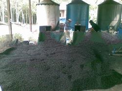 PALM Carnal SHELL, Charcoal