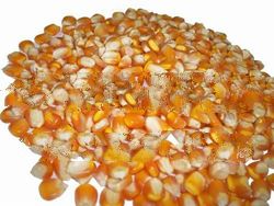 YELLOW MAIZE YELLOW CORN