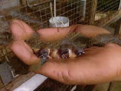 Young Gold Finch or Young Gouldian Finch