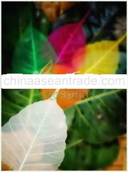 rondhon sketelon leaves