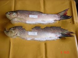 Frozen Rohu Fish