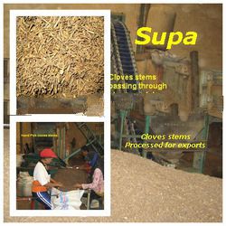Cloves stems - cut and cleaned for export
