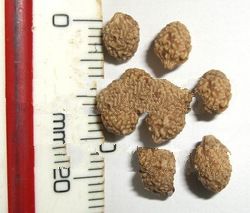Rudraksha 2 mukhi bead