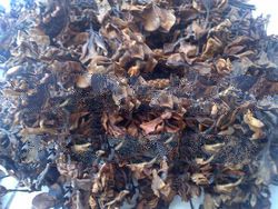Dried Moringa flower, Jasmine flower, vertiver root and Masoia Bark at good price and quality