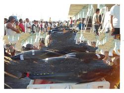 TUNA SUPPLIER Philippines - Whole